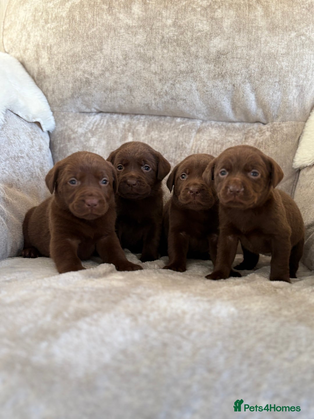 Labrador Retriever dogs for sale: Stunning Labrador puppies - Advert 2