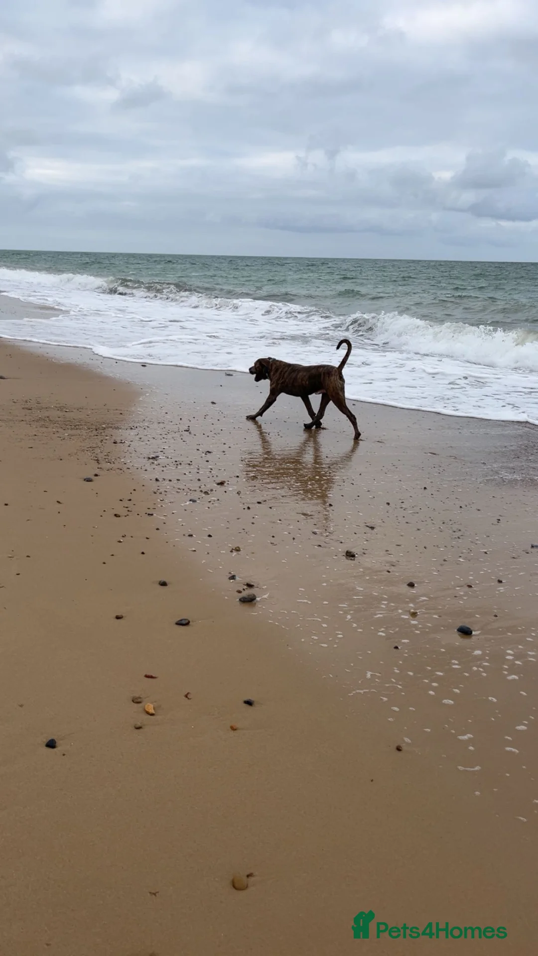 Mixed Breed dogs for sale: Loving dog for sale  in London - Advert 3