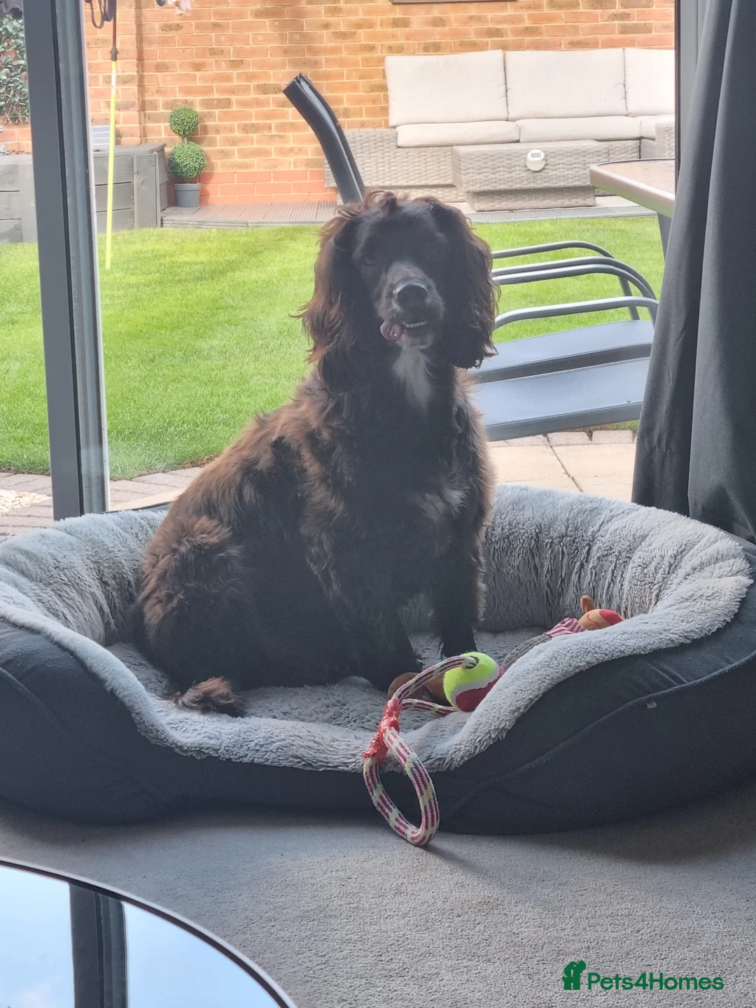 English Springer Spaniel dogs for sale: Male sprocker spaniel  - Advert 1