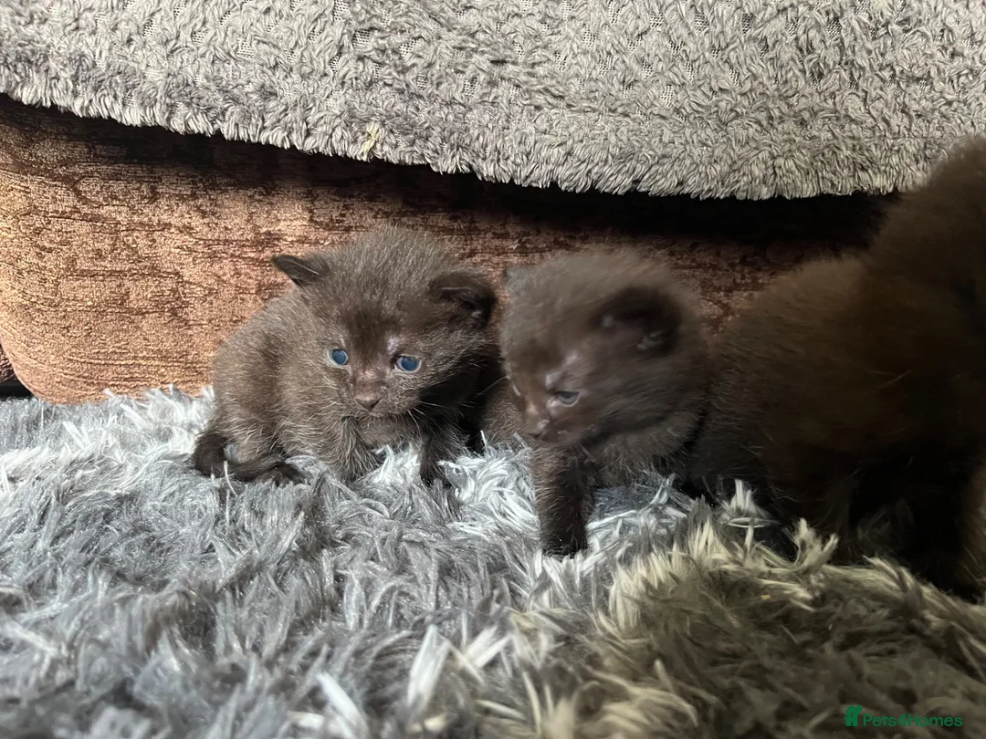 Mixed Breed cats for sale: Beautiful kittens ready for their furever homes - Advert 6