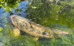 Koi Carp fish for sale: Koi carp and Ghost Koi - very latge - Image 7