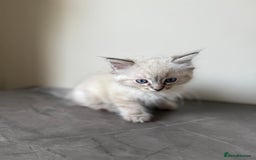 Ragdoll cats for sale: RAGDOLL KITTENS - LAST BOY 🐾🩵 - Image 5