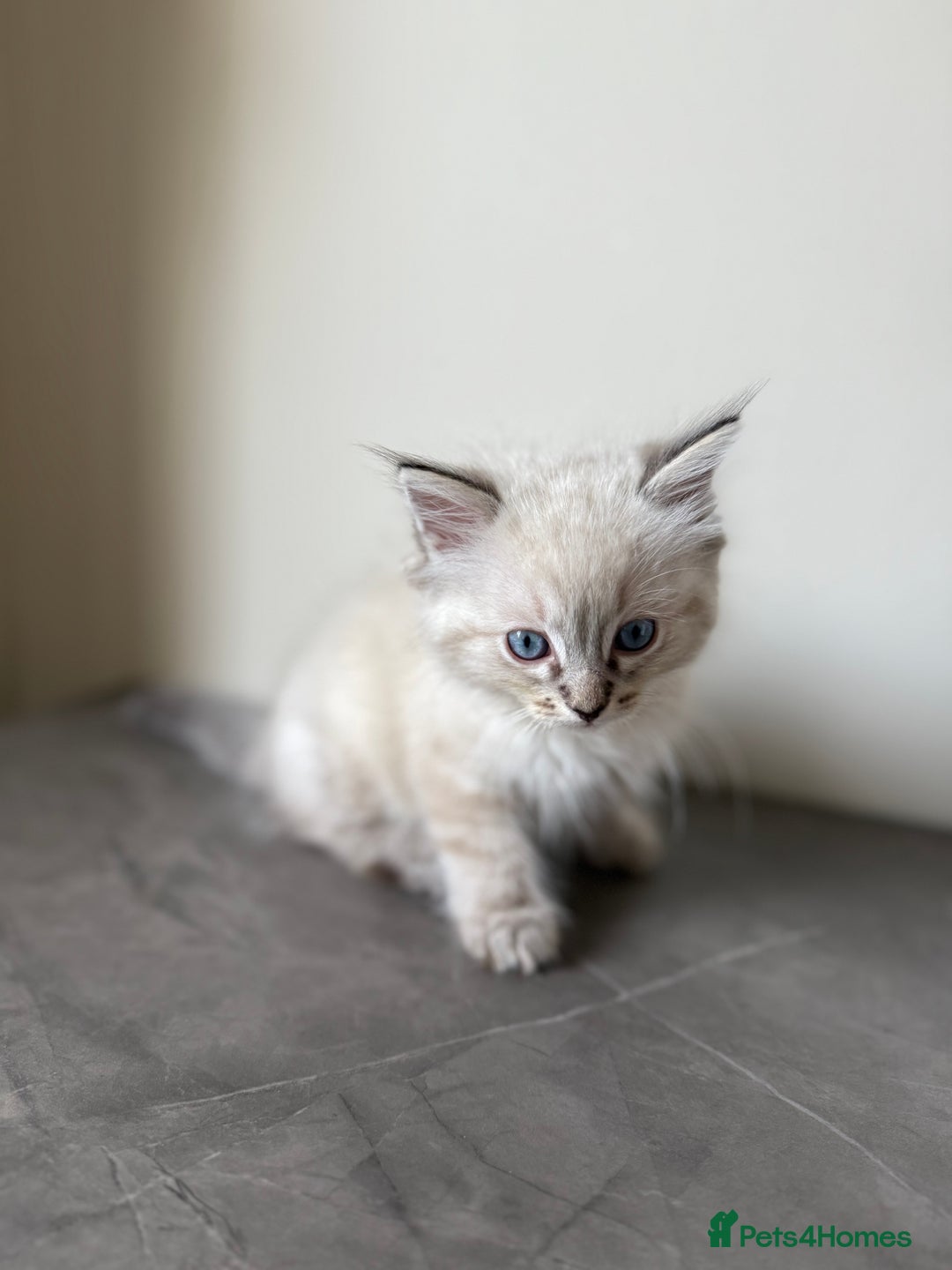 Ragdoll cats for sale: RAGDOLL KITTENS - LAST BOY 🐾🩵 - Image 5