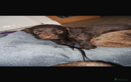 Cockapoo dogs for sale: Gorgeous cockerpoo  puppies for sale  - Image 14