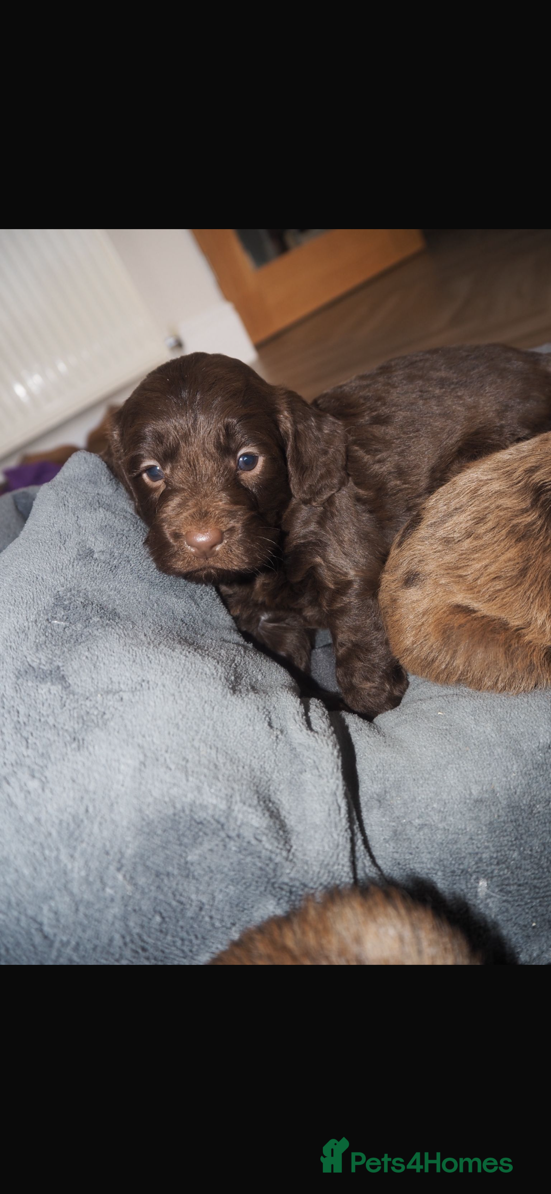Cockapoo dogs for sale: Gorgeous cockerpoo  puppies for sale  - Image 14