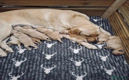 Labrador Retriever dogs for sale: Yellow Labrador Puppies  - Image 1