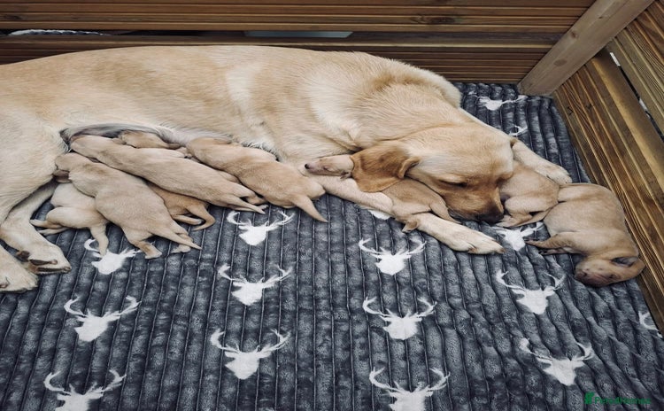 Labrador Retriever dogs - Advert 6