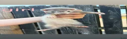 Ferret rodents for sale: Ferret kits - Advert 4