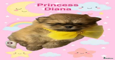Pomeranian dogs - Advert 5
