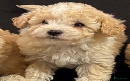 Poochon dogs for sale: Stunning Litter of Poochon puppies  - Image 4