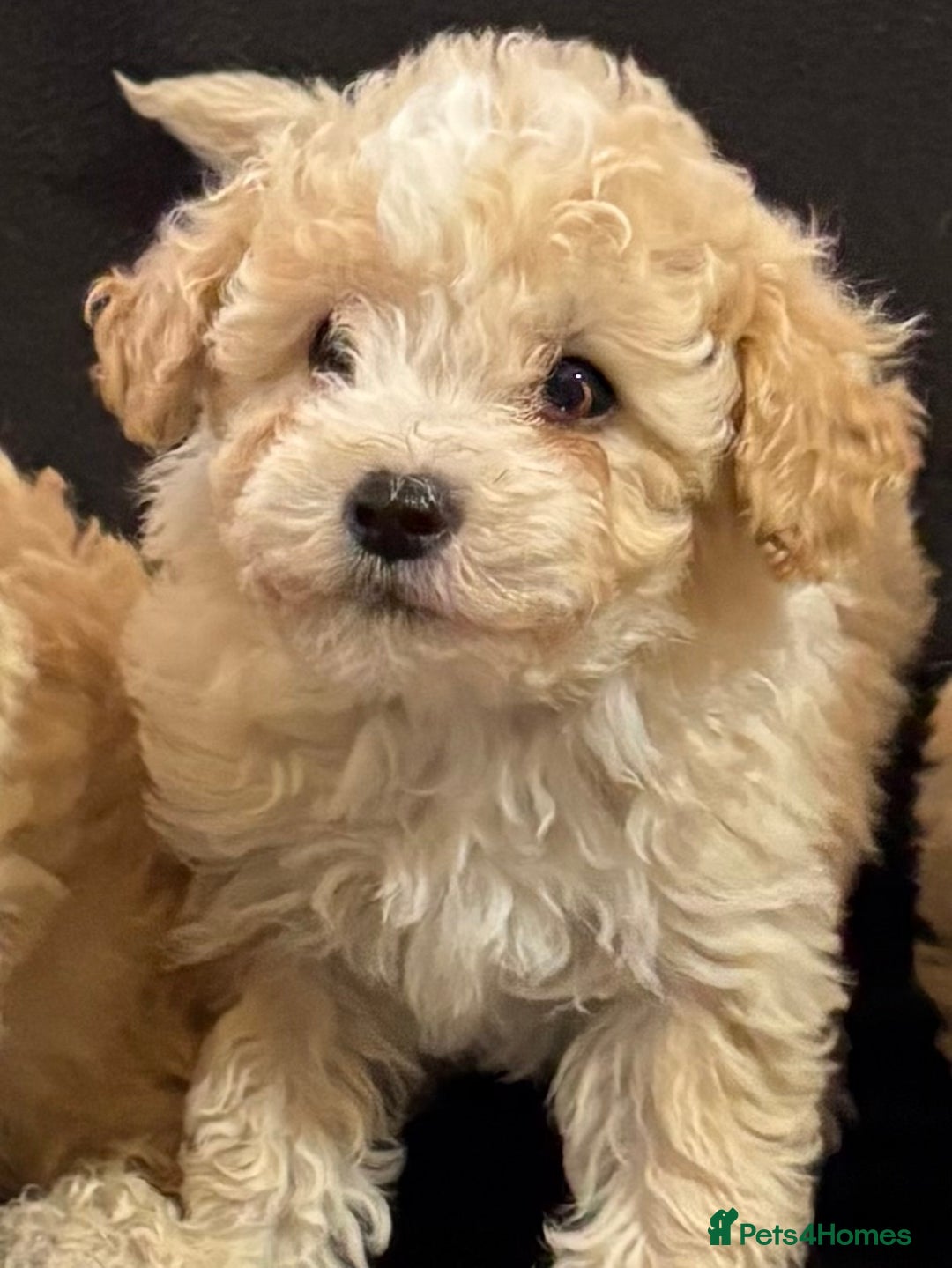 Poochon dogs for sale: Stunning Litter of Poochon puppies  - Image 4