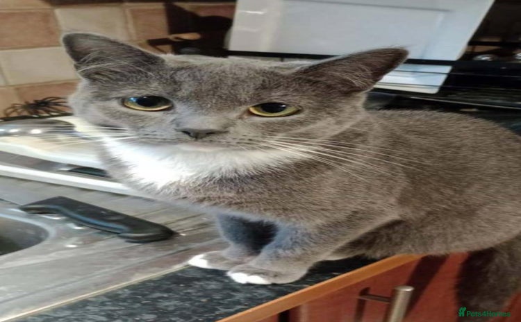 British Shorthair cats 4 Beautiful kittens for sale - Advert 1