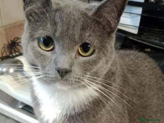 British Shorthair cats 4 Beautiful kittens for sale - Advert 1