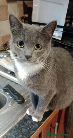 British Shorthair cats 4 Beautiful kittens for sale - Advert 1