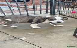 Mixed Breed dogs for sale: NORTH AMERICAN MASTIFF - Image 7
