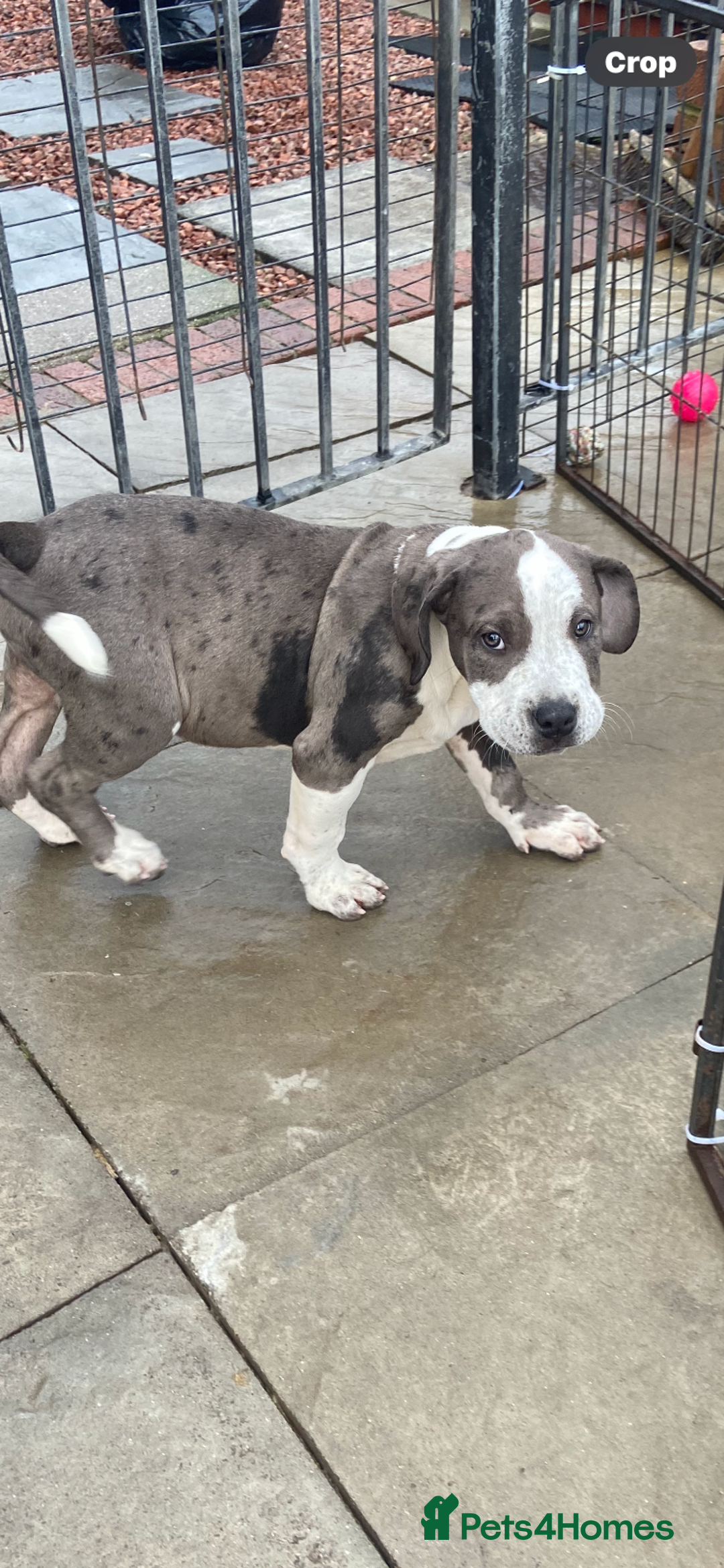 Mixed Breed dogs for sale: NORTH AMERICAN MASTIFF - Image 7
