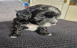 Shihpoo dogs for sale: Shizpoo  - Image 4