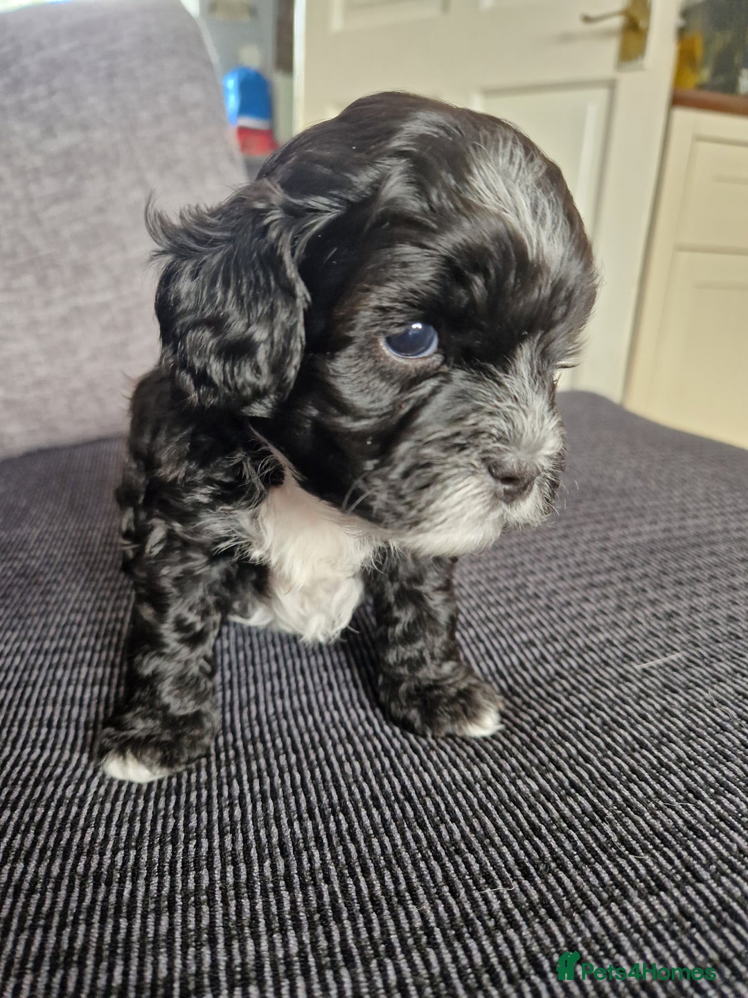 Shihpoo dogs for sale: Shizpoo  - Image 4