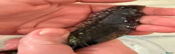 Axolotl reptiles for sale: 3 females hypo axolotl babies - Advert 14