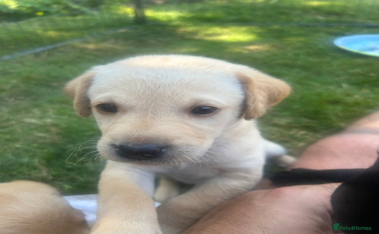 Labrador Retriever dogs - Advert 2