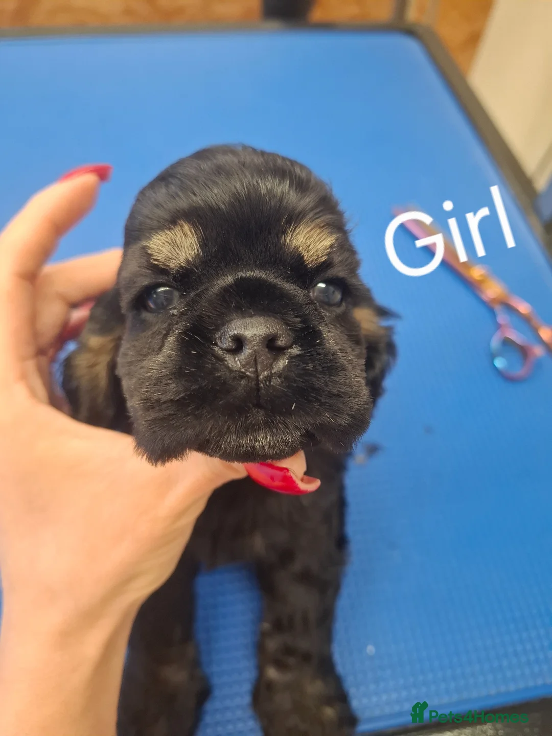 American Cocker Spaniel dogs for sale: American Cocker Spaniel puppies  - Advert 2