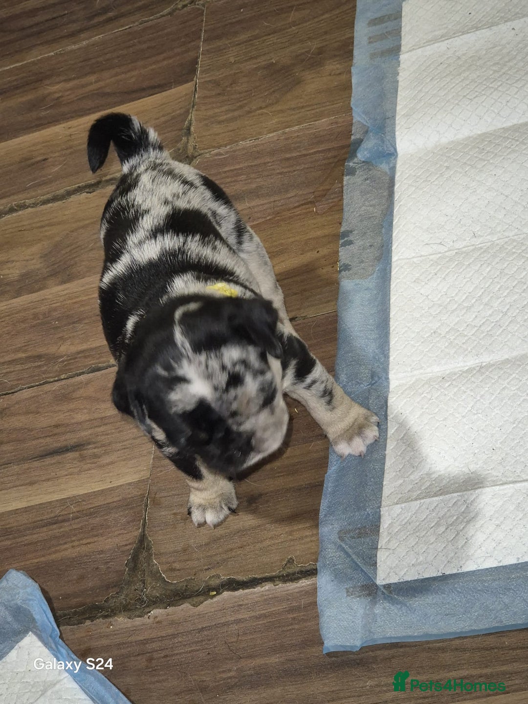 Pug dogs for sale: KC reg Pug puppies  - Advert 26