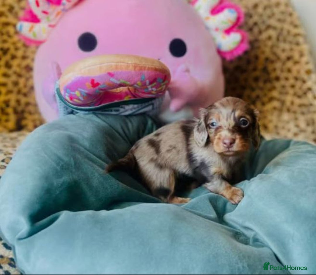 Miniature Dachshund dogs for sale: Long Haired Miniature Dachshund Puppies - Image 5