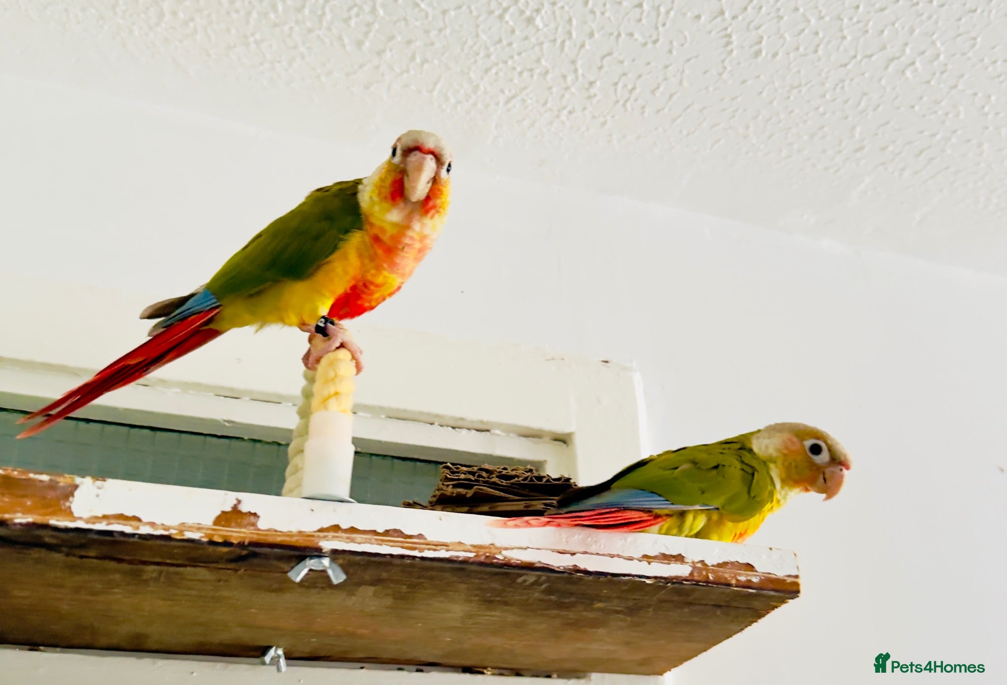 Conures birds 🦜 Two Beautiful Pineapple Conure  🦜 - Advert 1