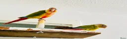 Conures birds for sale: 🦜 Two Beautiful Pineapple Conure  🦜 - Advert 1