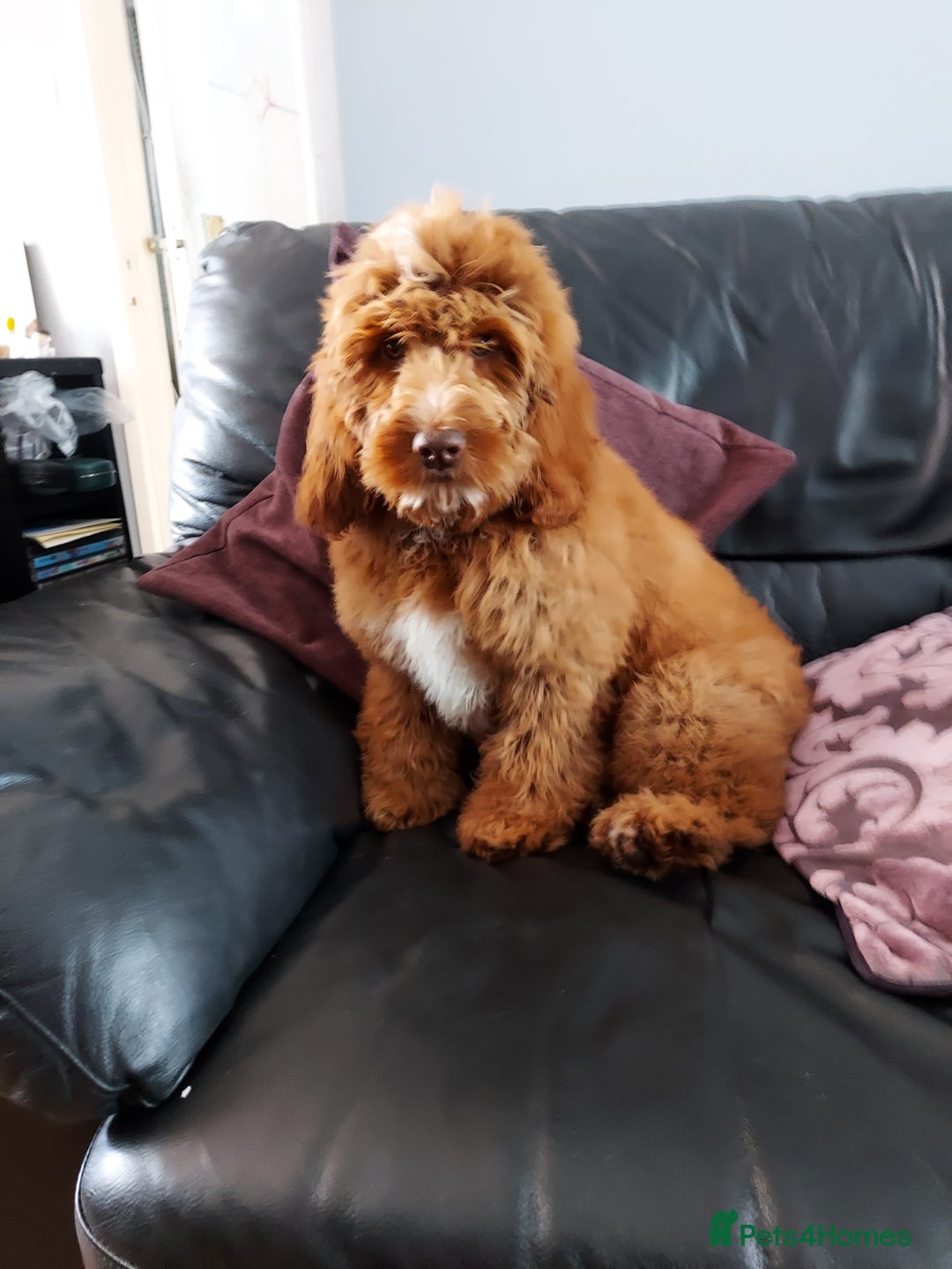 Cockapoo dogs for stud: Goregous Red F1 Cockapoo for Stud - Image 9