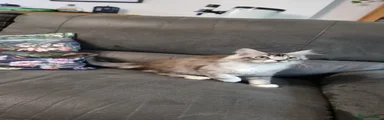 Silver tabby and white male
