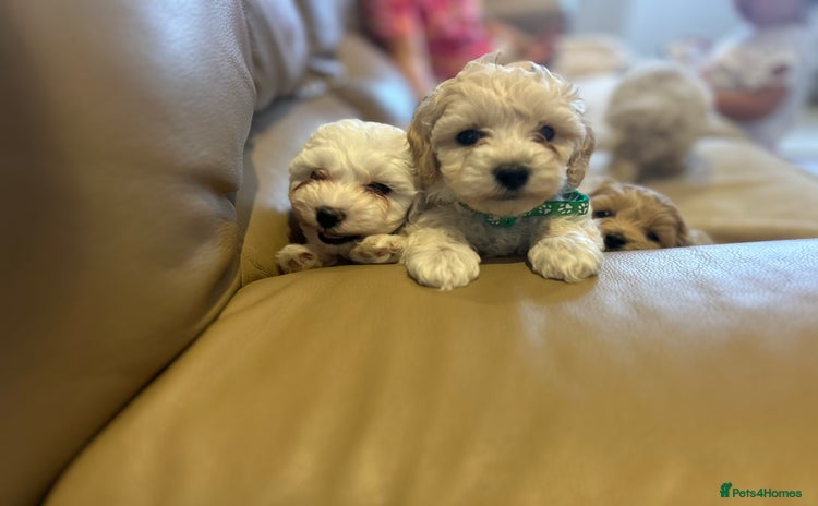 Maltipoo dogs - Advert 5