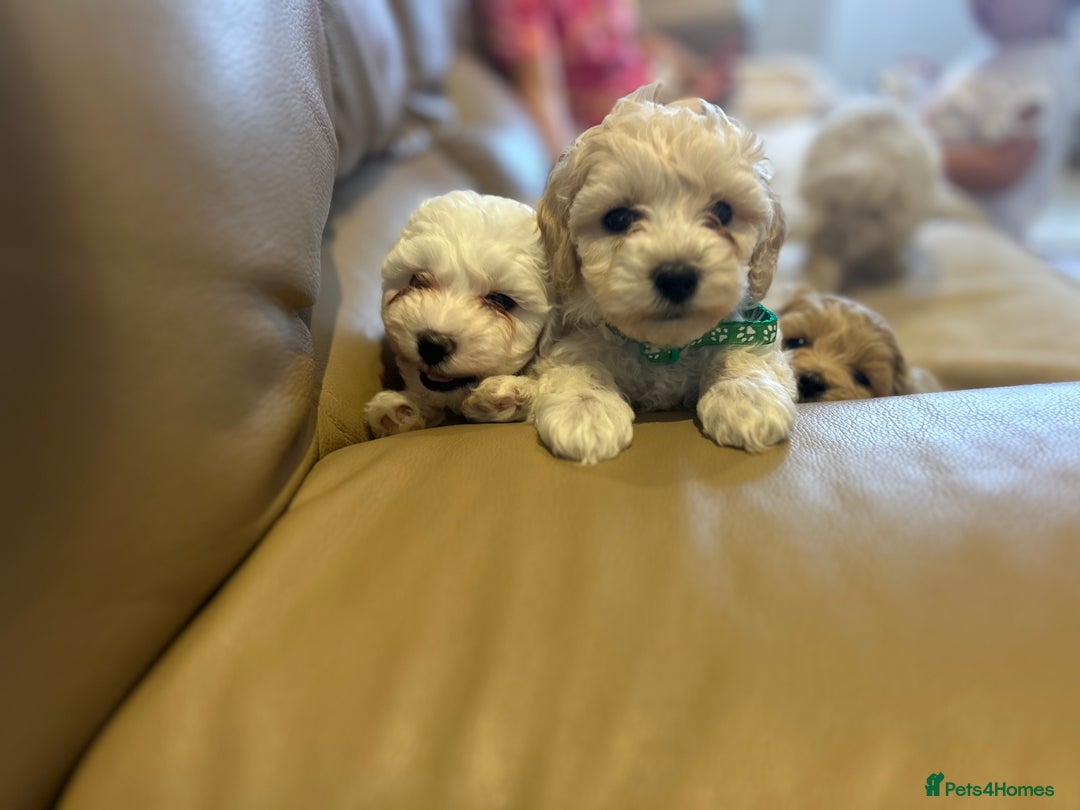 Maltipoo dogs for sale: Stunning Maltipoos wanting forever homes  - Image 8