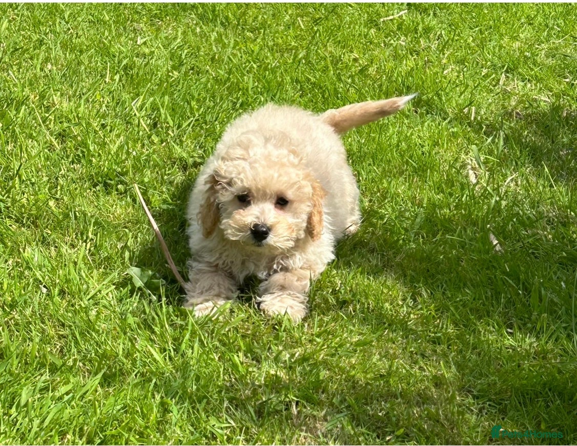 Poochon dogs Beautiful F1 Poochon puppies  - Advert 1