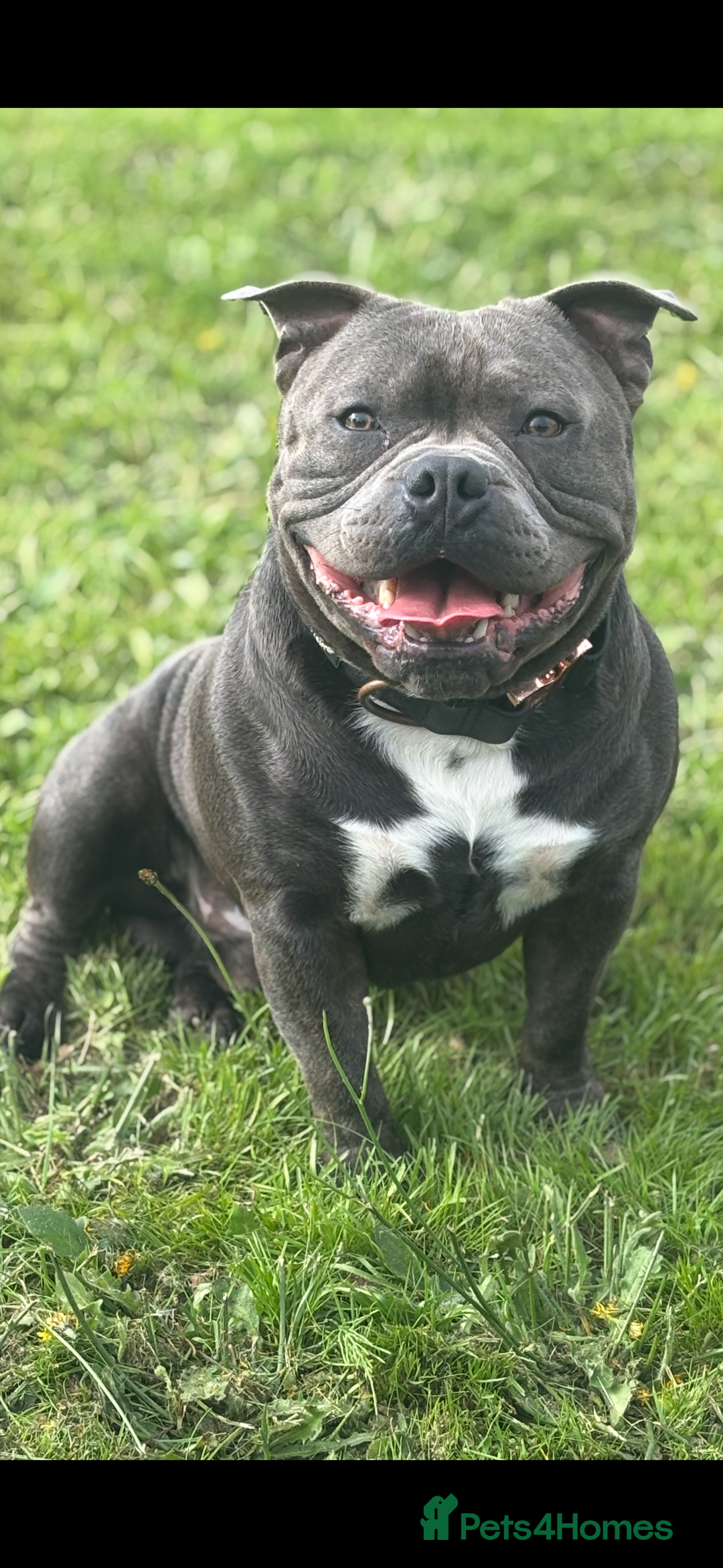 Staffordshire Bull Terrier dogs for stud: Staffordshire Bull Terrier (stud dog) - Advert 5