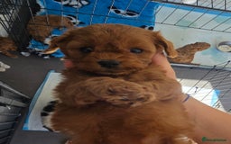 Cavapoo dogs for sale: Stunning Deep red health tested f1 cavapoos  - Image 1