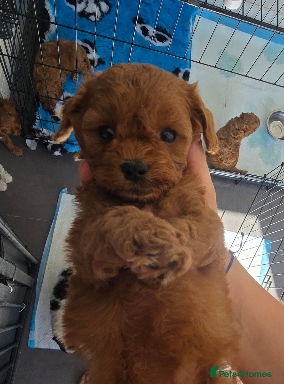 Cavapoo dogs for sale: Stunning Deep red health tested f1 cavapoos  - Image 1