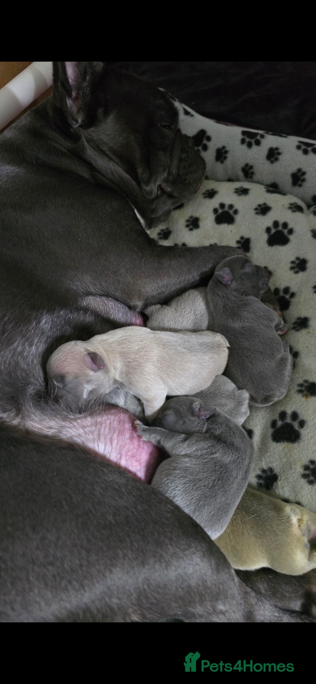 French Bulldog dogs for sale: Beautiful French bulldog puppies - Image 6