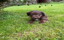 Mixed Breed dogs for sale: Sprollie puppies ❤️ - Image 16