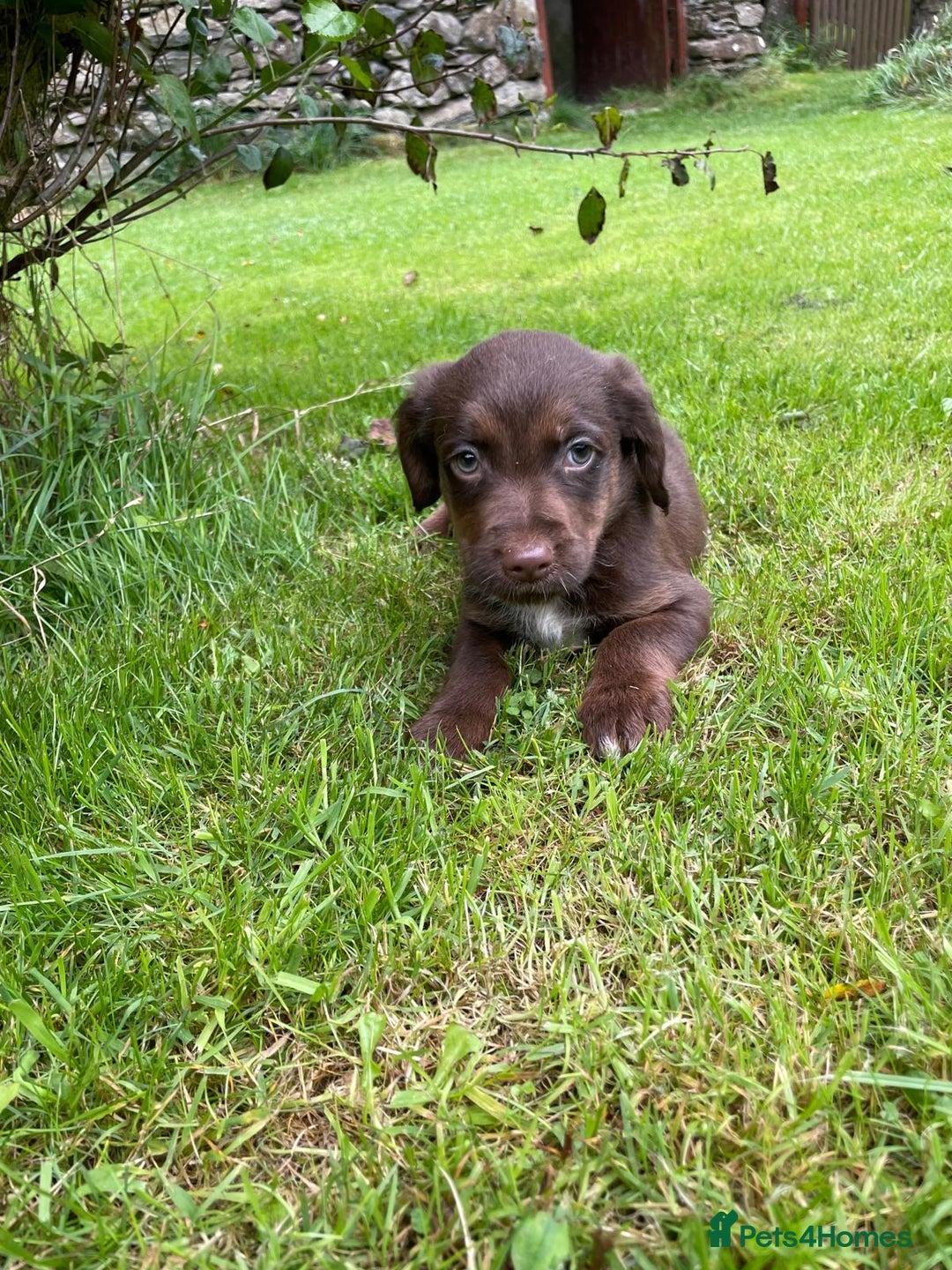 Mixed Breed dogs for sale: Sprollie puppies ❤️ - Image 16