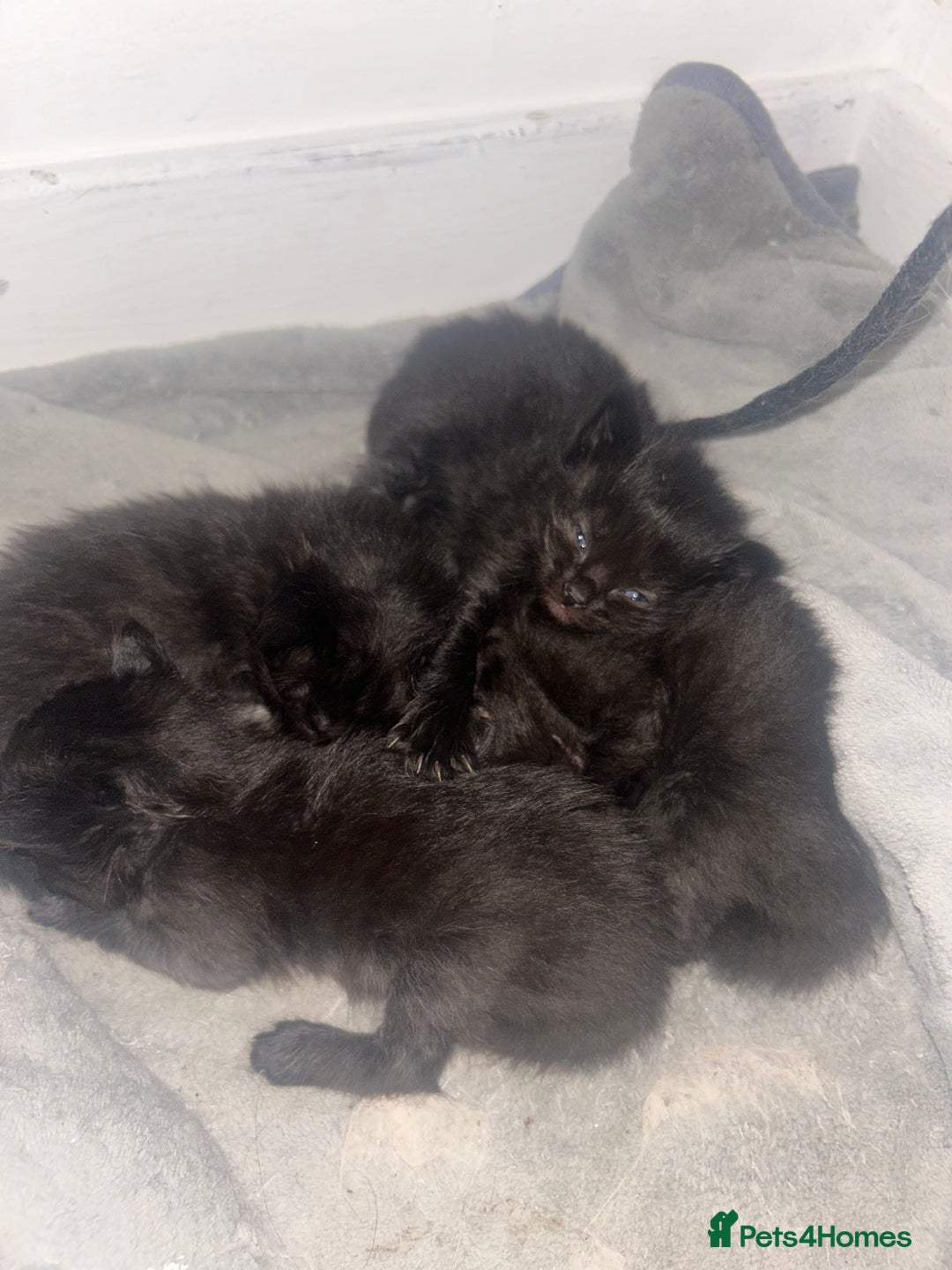 Ragdoll cats for sale: Ragdoll kittens  - Image 5