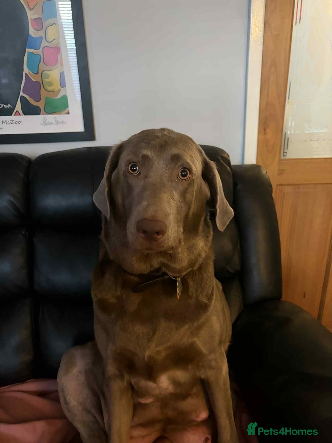 Labrador Retriever dogs for sale: Beautiful KC registered labrador puppies  - Advert 2