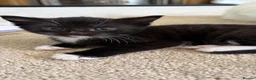 Mixed Breed cats for sale: Mother cat and three kittens  - Advert 3