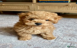 Maltipoo dogs for sale: ❤️BEAUTIFUL MALTIPOO PUPPY FOR REHOMING❤️ - Image 1