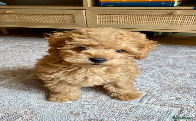 Maltipoo dogs - Advert 1