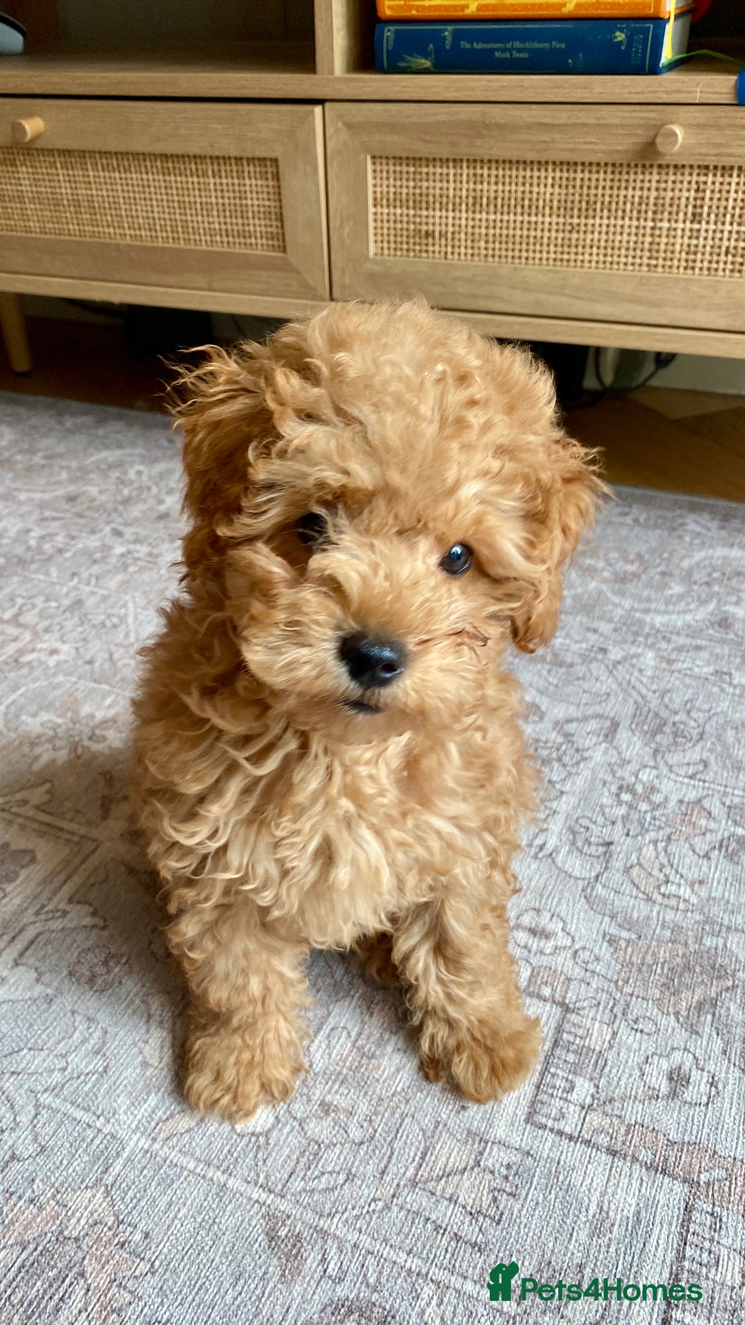 Maltipoo dogs for sale: ❤️BEAUTIFUL MALTIPOO PUPPY FOR REHOMING❤️ - Image 1