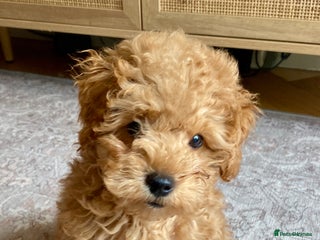 Maltipoo dogs - Advert 27