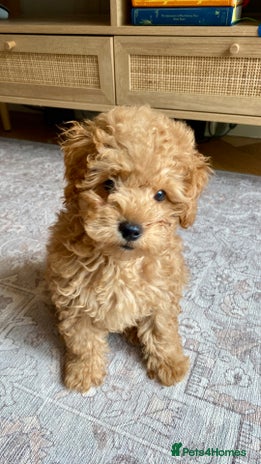 Maltipoo dogs - Advert 1