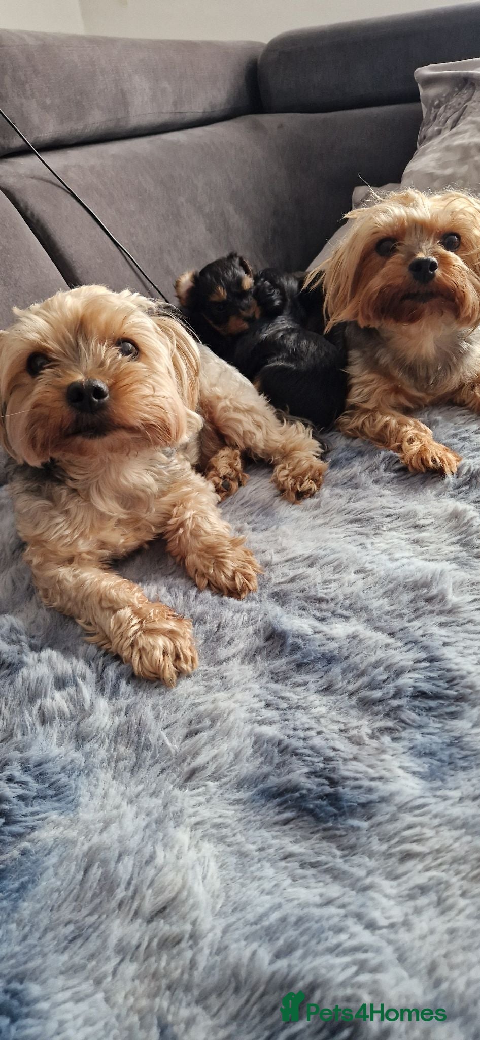 Yorkshire Terrier dogs Yorkshire terrier puppies 🐶  - Advert 2