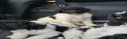 Standard Poodle dogs for sale: Stunning kc registered standard poodle puppies  - Advert 5